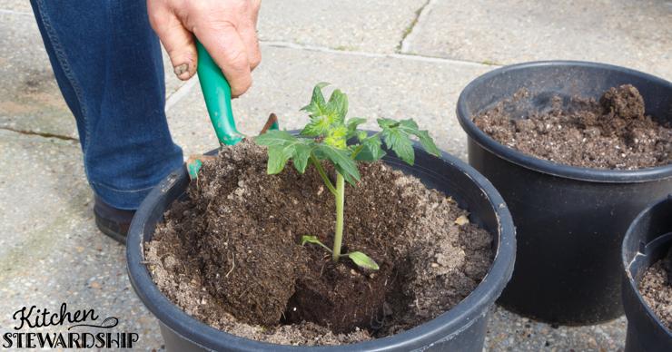 tomato plant in container