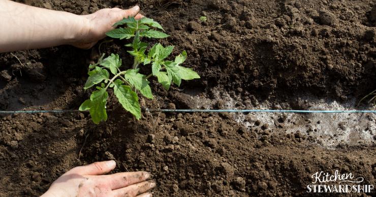 tomato planting in soil