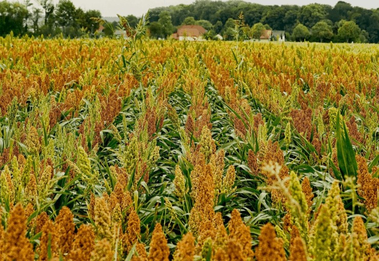 sorghum growing