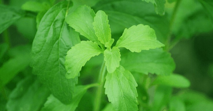 Is stevia safe, stevia health benefits