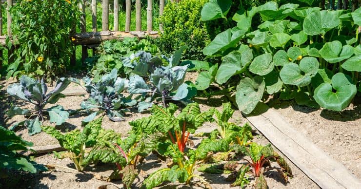 leafy greens, leafy green vegetables in a garden