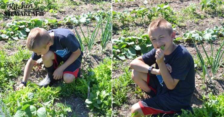 kid eating lettuce in garden
