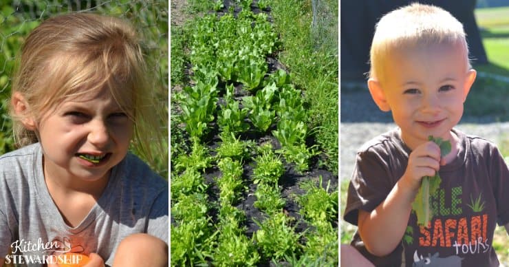 kids eating lettuce in the garden