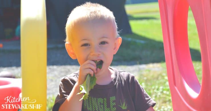 toddler eating lettuce