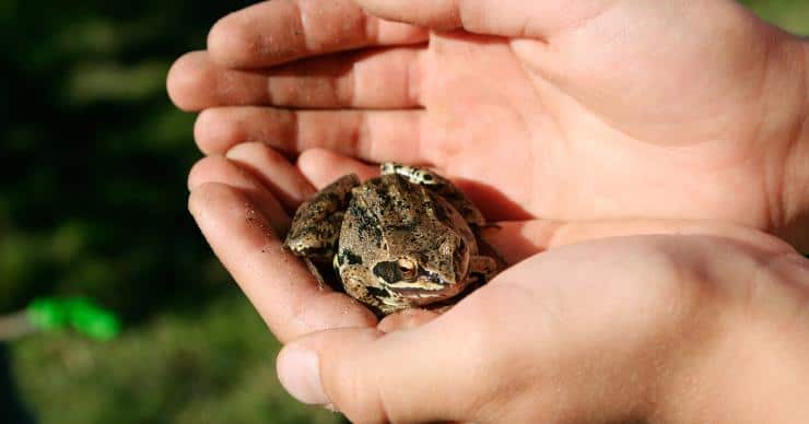 Frog in cupped hands