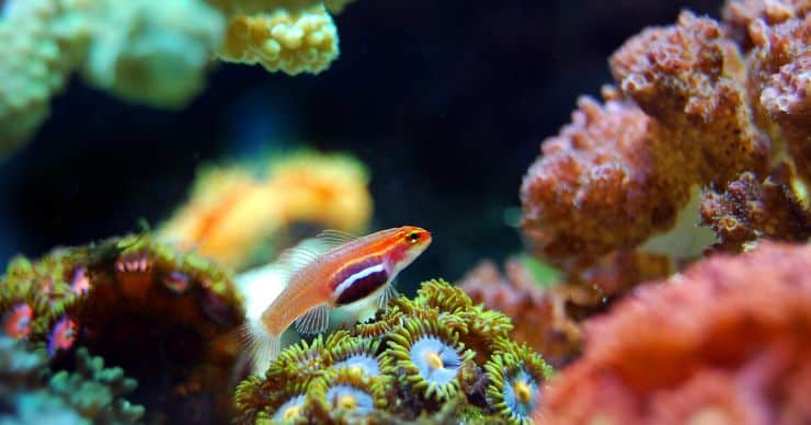 fish swimming in coral reef