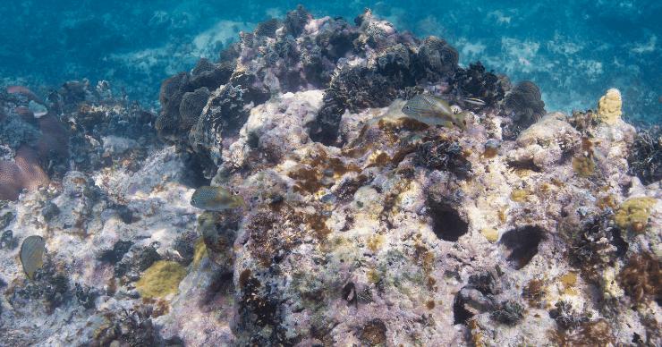 coral reefs dying