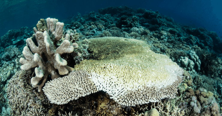 coral reefs dying