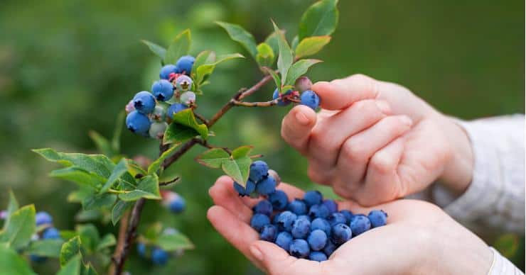 picking blueberries