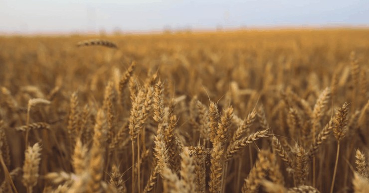 whole grains in field
