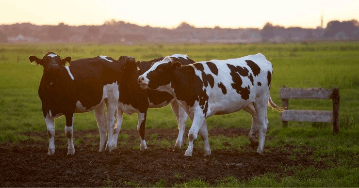 what is tallow, beef fat