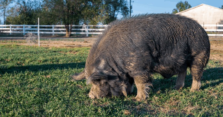 what is lard, pork fat