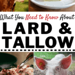 What you need to know about lard and tallow