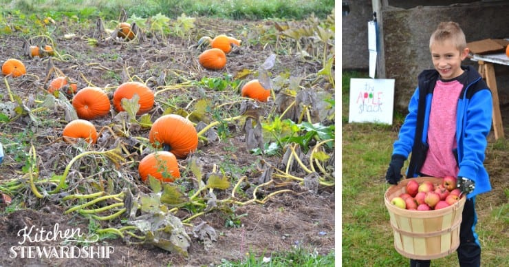 apple and pumpkin picking