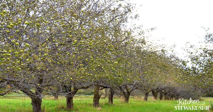 apple trees