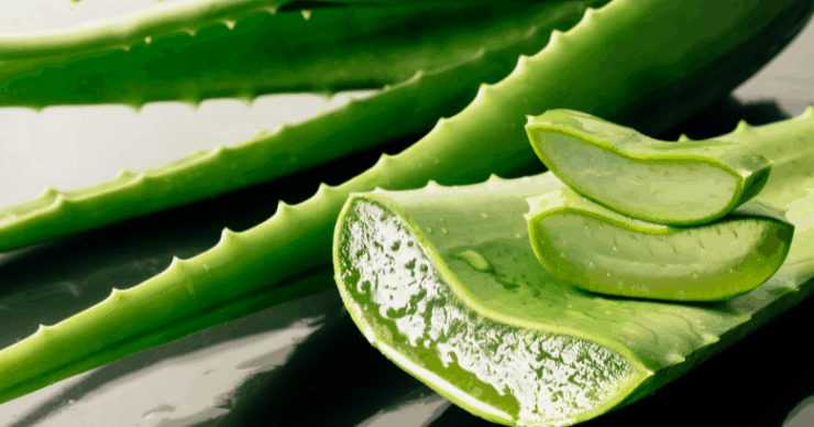 Aloe vera leaves