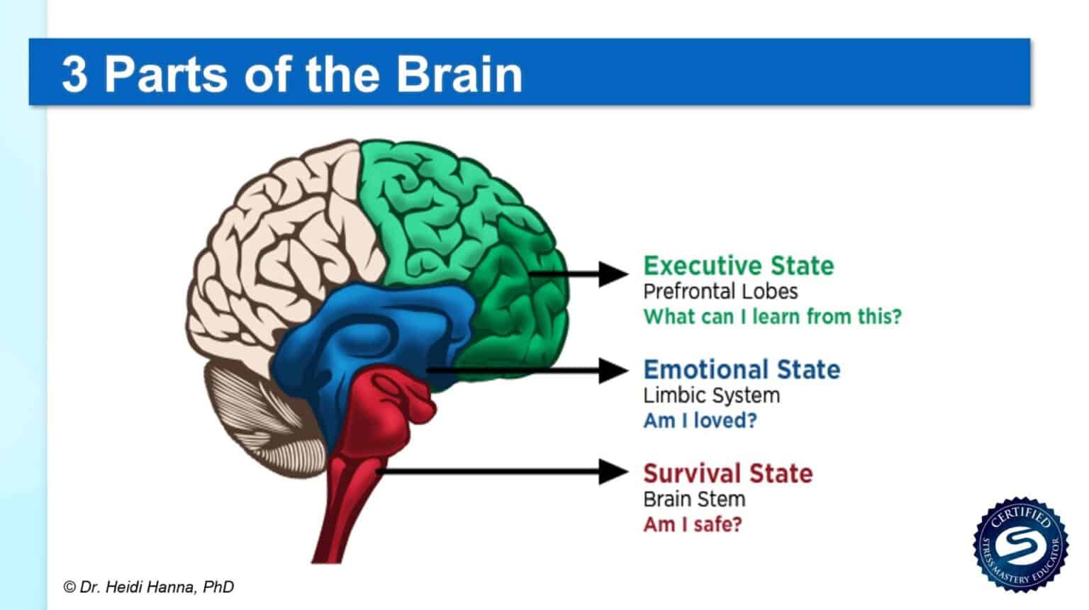 3 parts of the brain