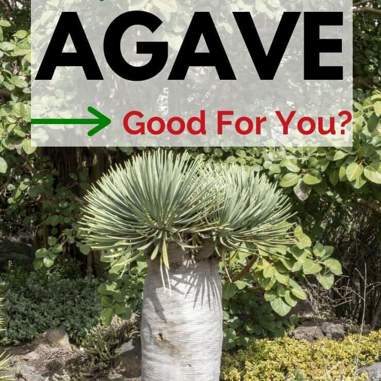 agave, agave health benefits