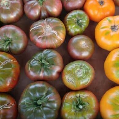 How to Plant the Best Tomatoes