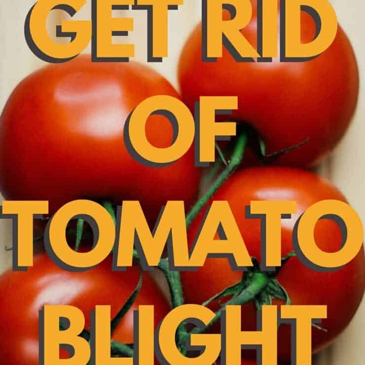 Simple and natural uses for getting rid of tomato blight