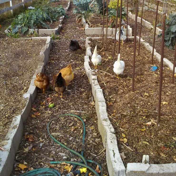 Letting chickens help clean up the garden in the fall!