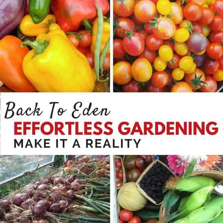 Who knew gardening could be this easy?!?-Back to Eden gardening method and tips