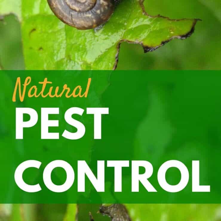 Natural ways to control pests in your garden
