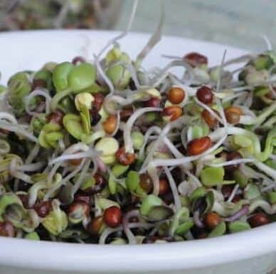 Sprouted Legume Salad