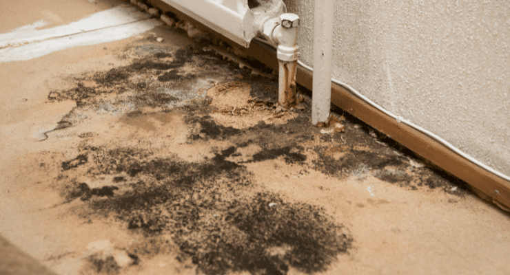mold on floor boards