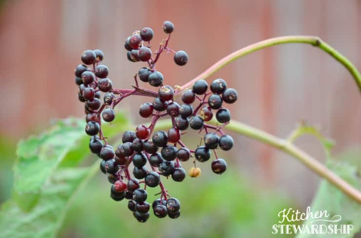 elderberries growing