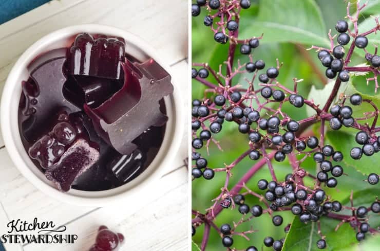 homemade elderberry gummies