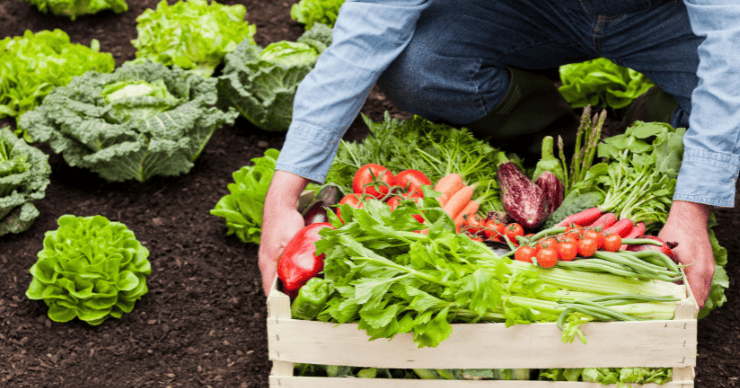farmer harvesting CSA box