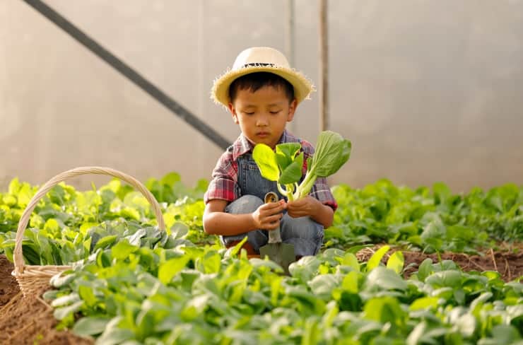 child picking lettuce in a garden