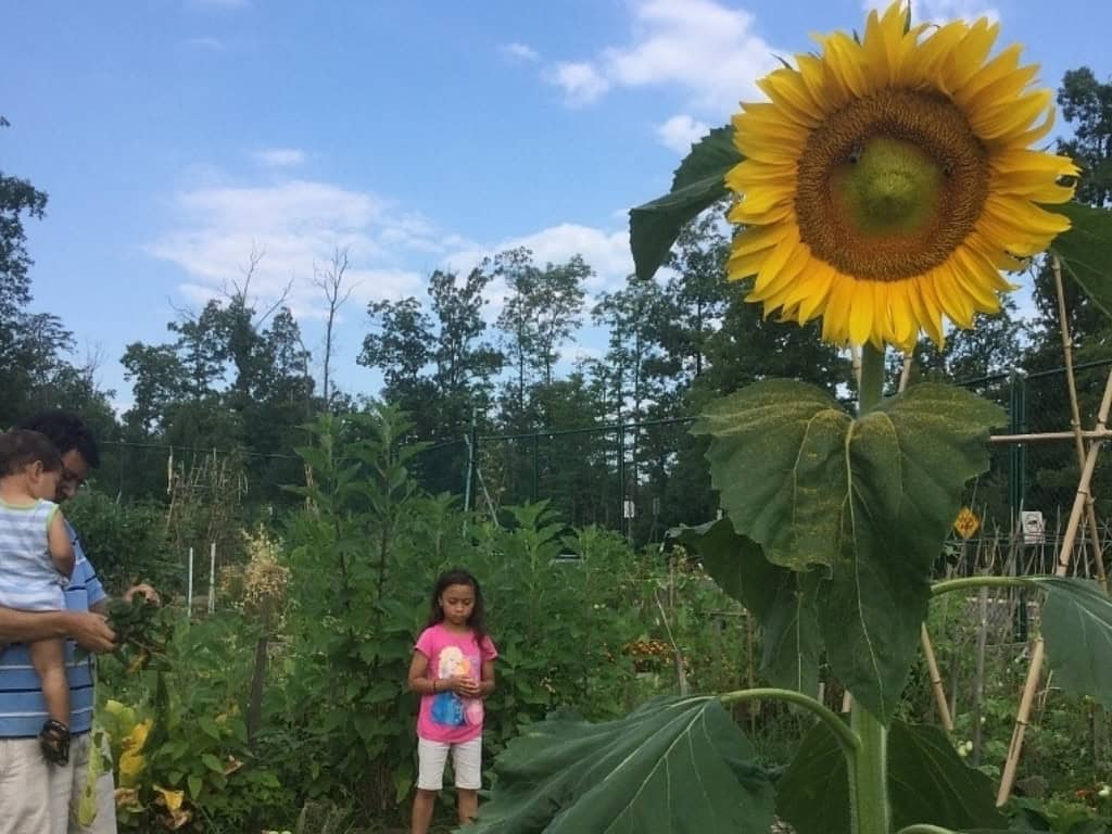 sunflower in the garden