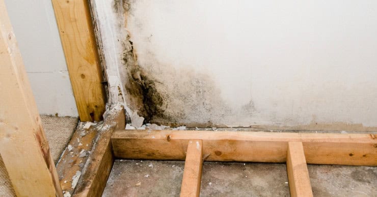 mold on studs in a wall