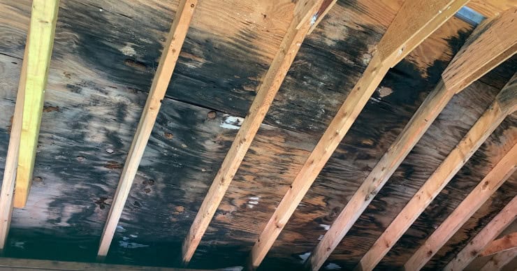 moldy roof