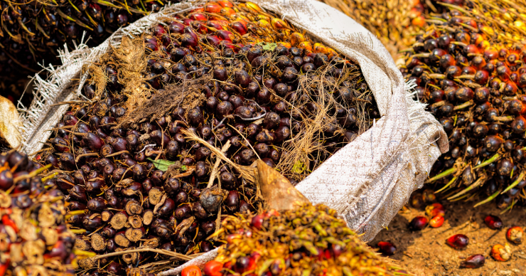 palm fruit and seeds for making oil